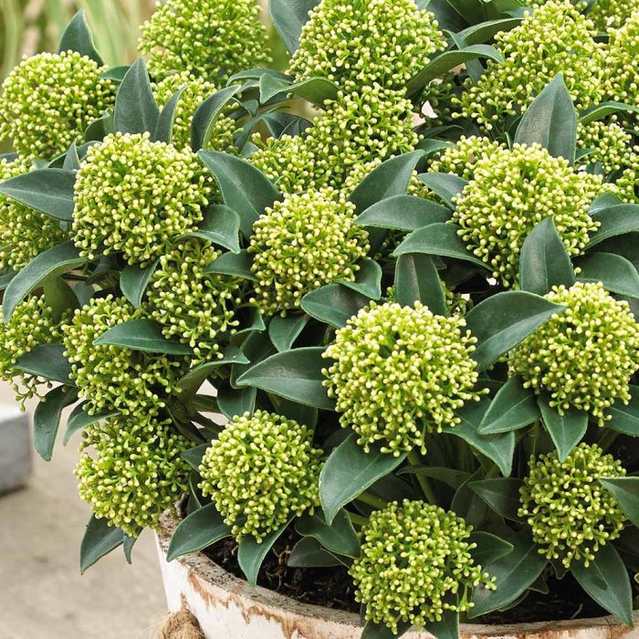 SKJAWHGL_3.jpg Skimmia japonica 'White Globe' (Skimija) - slika 1