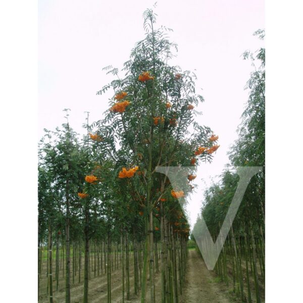 Sorbus x arnoldiana 'Golden Wonder' (Jerebika)