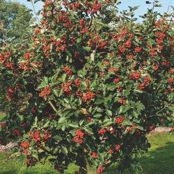 Sorbus aria 'Magnifica' (Mokovec)