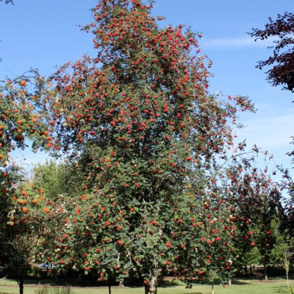 Sorbus aucuparia 'Cardinal Royal' (Jerebika)