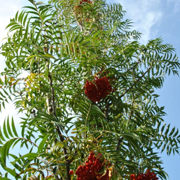 Sorbus commixta 'Dodong' (Japonska jerebika)