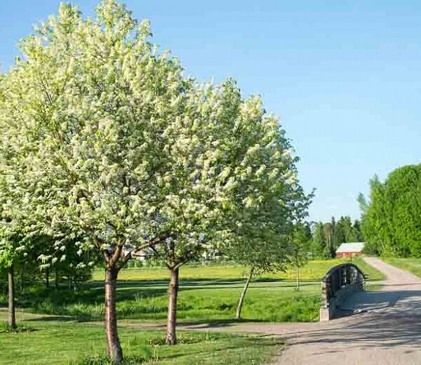 Sorbus intermedia 'Browers' (Jerebika,Švedski mokovec)