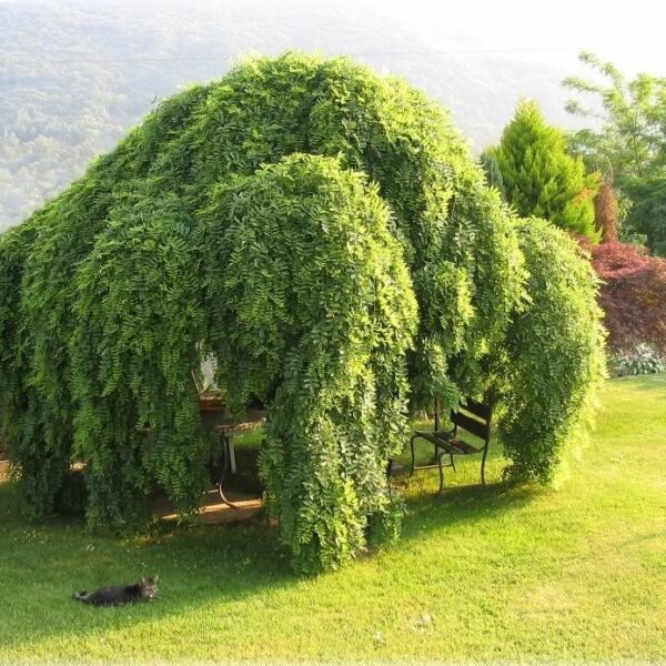 Sophora japonica 'Pendula' (Japonska sofora)