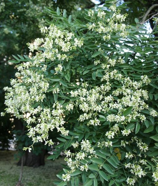 Sophora japonica 'Regent' (Japonska sofora)