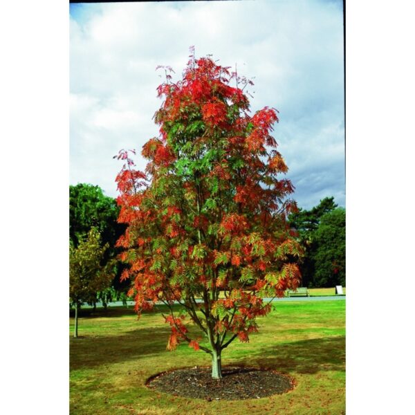 Sorbus 'Titan' (Jerebika)