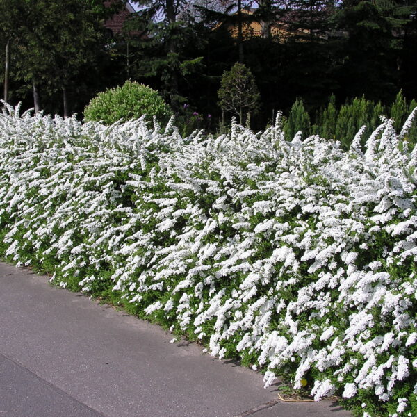 Spiraea cinerea 'Grefsheim' (Siva medvejka)