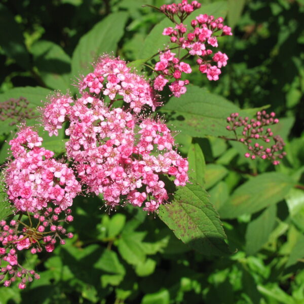 Spiraea japonica (Japonska medvejka)