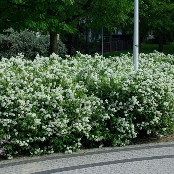 Spiraea japonica 'Albiflora' (Japonska medvejka)