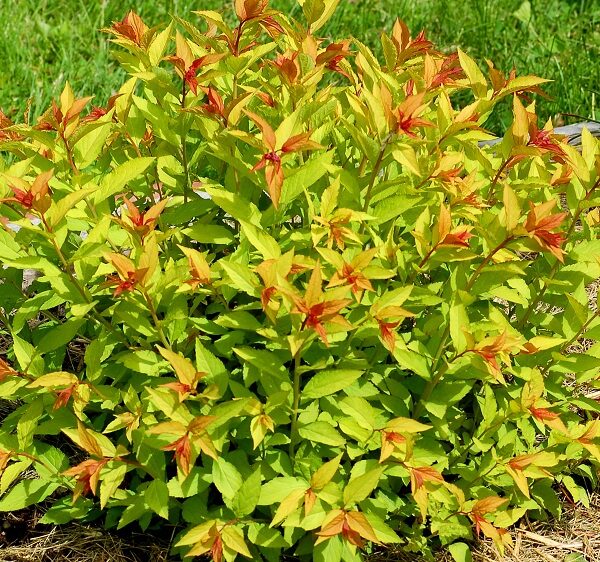 Spiraea japonica 'Goldflame' (Japonska zlatolistna medvejka)