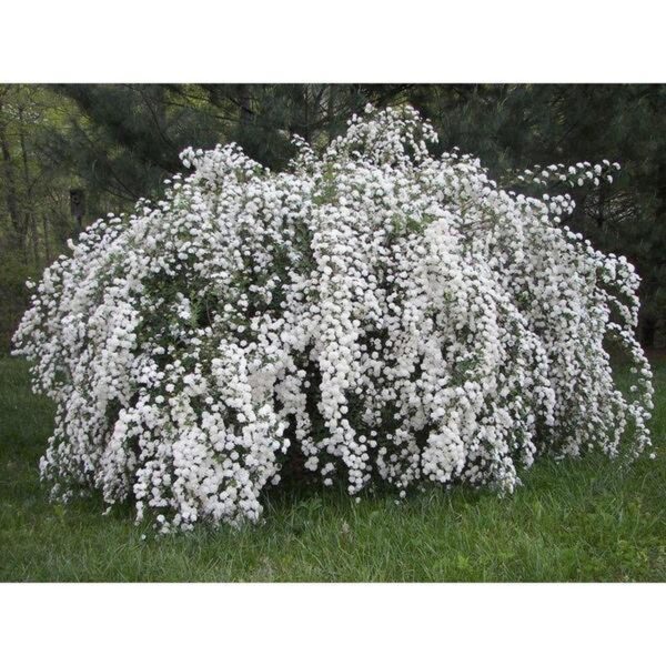 Spiraea vanhouttei (Vanhoutova medvejka)