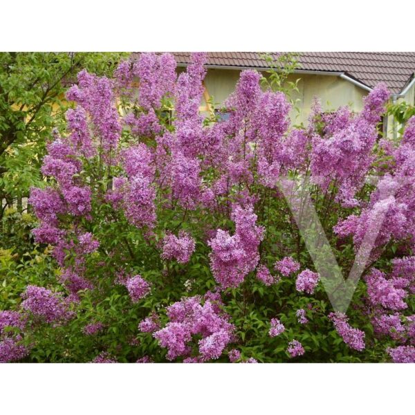 Syringa chinensis 'Saugeana' (Španski bezeg)