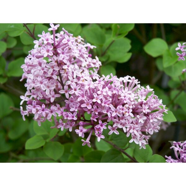 Syringa meyeri 'Palibin' (Španski bezeg)