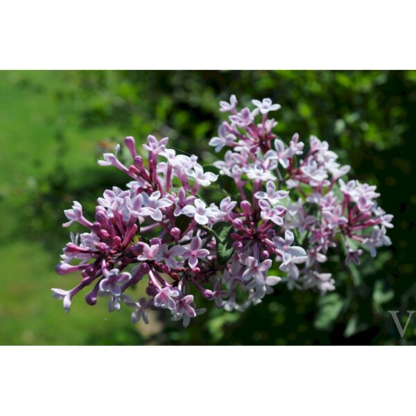Syringa microphylla 'Superba' (Drobnolistna lipovka)
