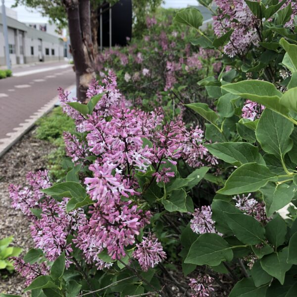 Syringa patula 'Miss Kim' (Lipovka/Španski bezeg)