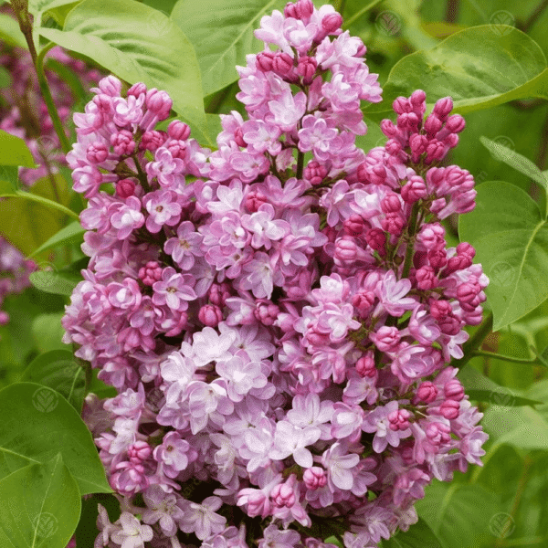 Syringa vulgaris 'Belle de Nancy' (Španski bezeg)