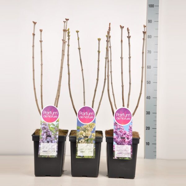 Syringa vulgaris MIX (Španski bezeg)