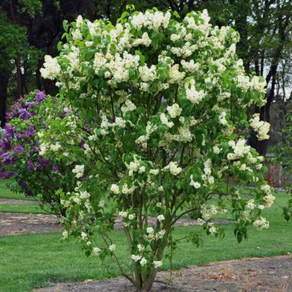 Syringa vulgaris 'Primrose' (Španski bezeg)