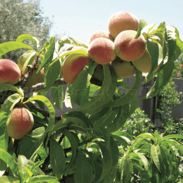 Prunus persica 'Nana Bonanza' (Breskev)