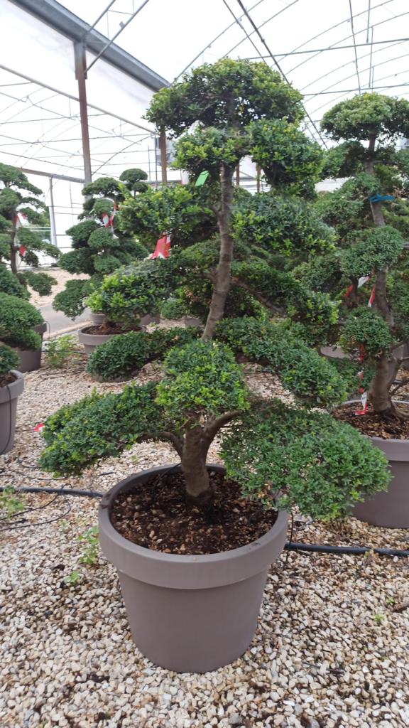 Slika14.jpg Ilex cren. 'Kinme' BONSAI - slika 1