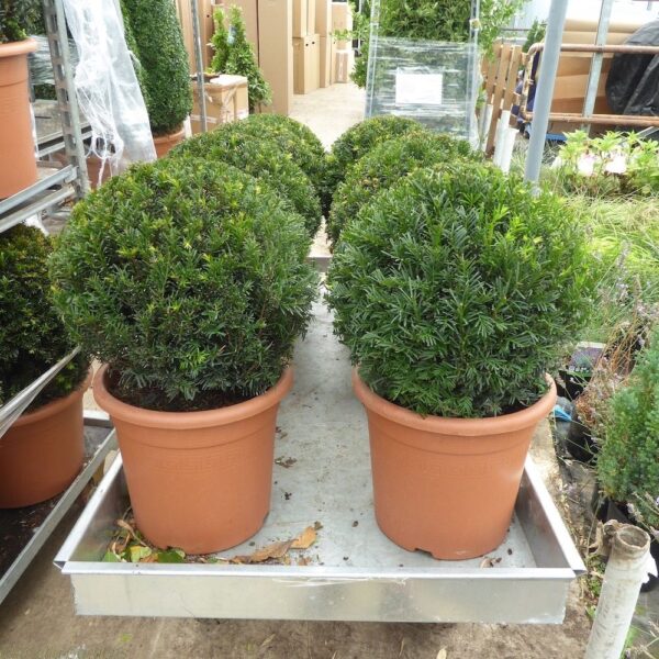 Taxus baccata BALL (Navadna tisa)