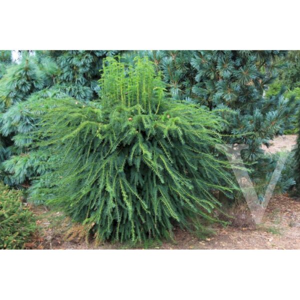 Taxus baccata 'Dovastoniana' (Navadna tisa)