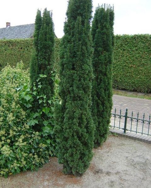 Taxus baccata 'Fastigiata Robusta' (Stebrasta tisa)