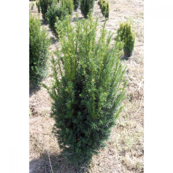 Taxus baccata 'Gyula' (Stebrasta tisa)