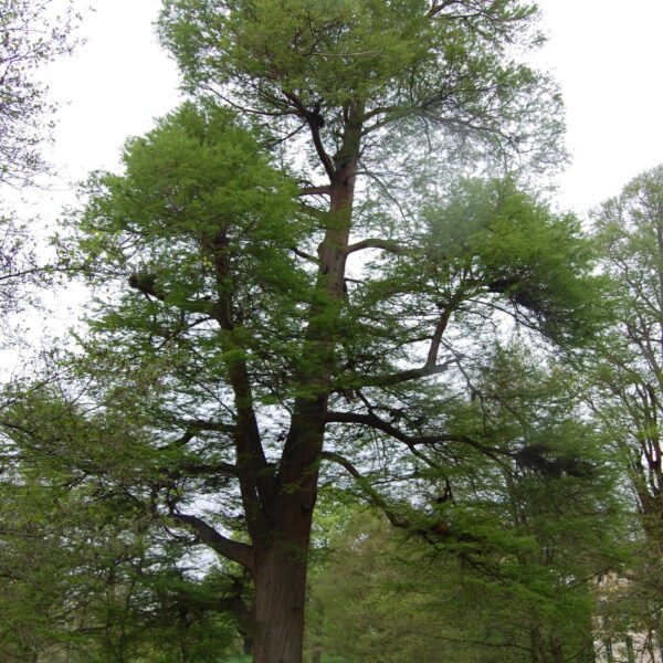 Taxodium distichum (Močvirska cipresa/Taksodij)