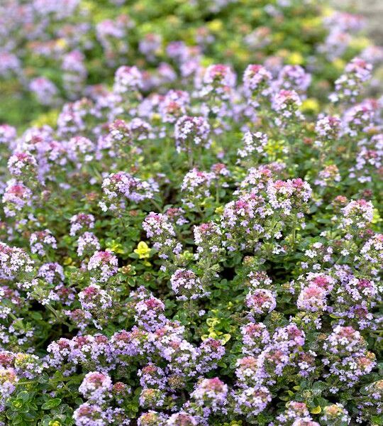 Thymus citriodorus 'Doone Valley' (Limonska materina dušica)