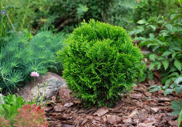 Thuja occidentalis 'Danica' (Kroglasti klek)