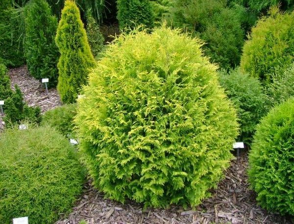 Thuja occidentalis 'Golden Globe' (Kroglasti klek)