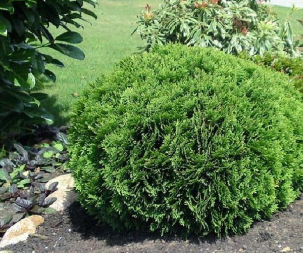 Thuja occidentalis 'Kobold' (Kroglasti klek)