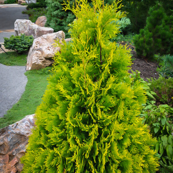 Thuja occidentalis 'Yellow Ribbon' (Rumeni ameriški klek)