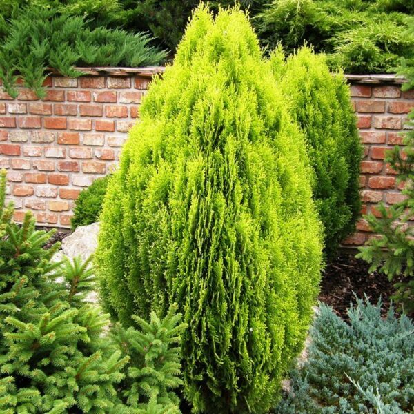 Thuja orientalis 'Aurea Nana' (Zlato rumeni klek)