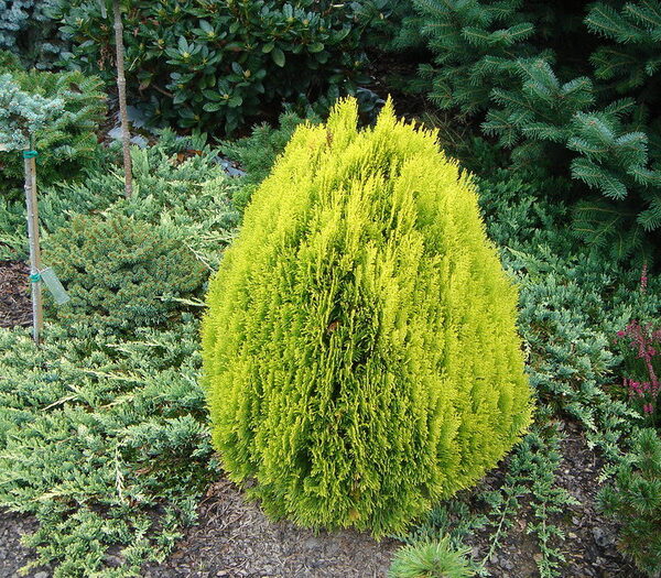 Thuja orientalis 'Berckman' (Zlato rumeni klek)