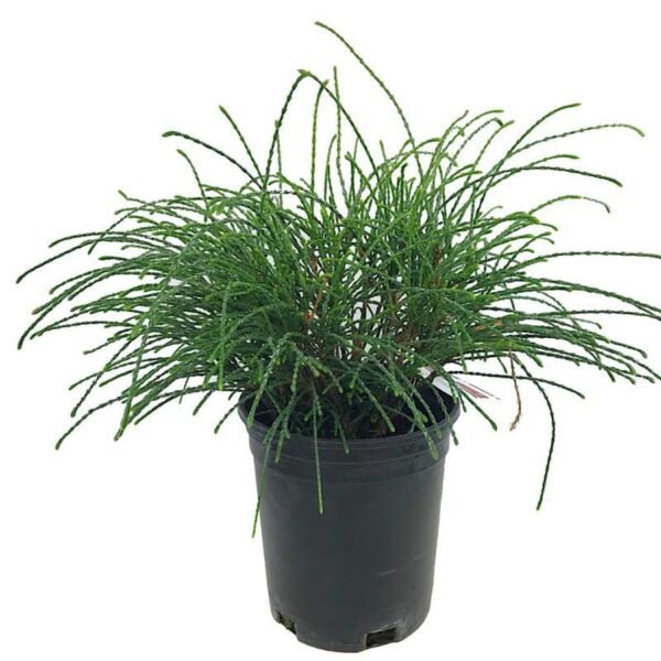 Thuja plicata 'Wipcord' (Veliki klek na steblu)