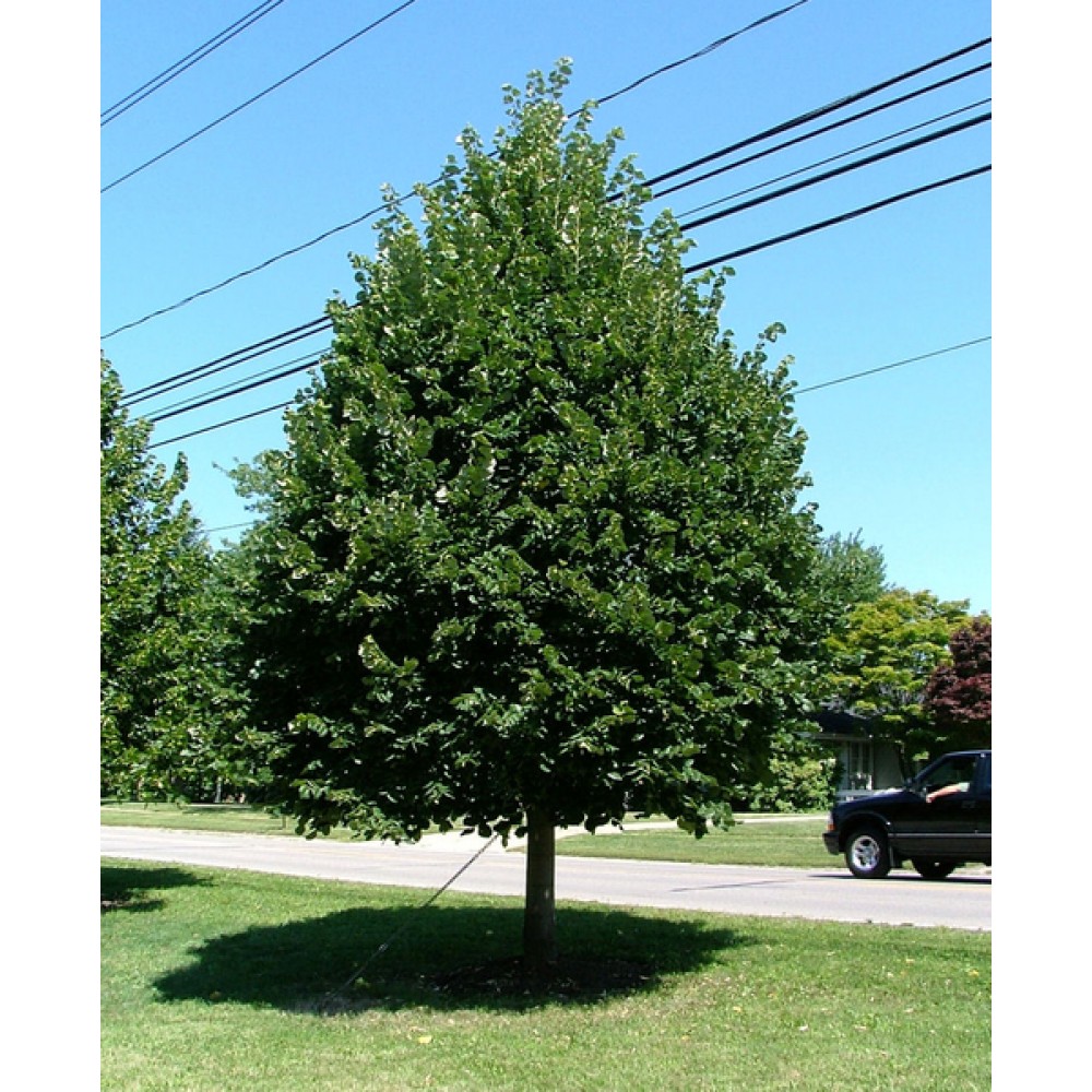 TICOBE.jpg Tilia cordata 'Berlini' (Lipovec) - slika 1