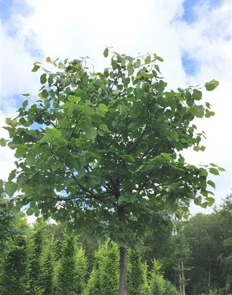 Tilia cordata 'Green Globe' (Kroglasti lipovec)