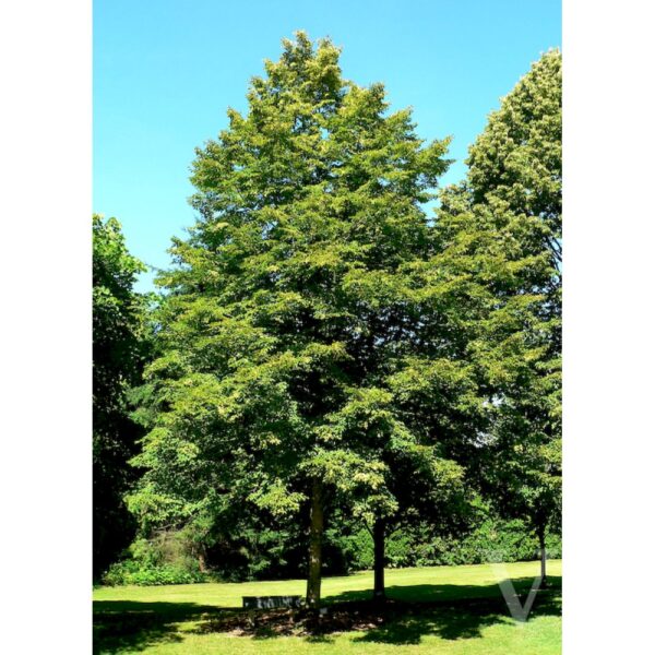 Tilia insularis (Korejska lipa)