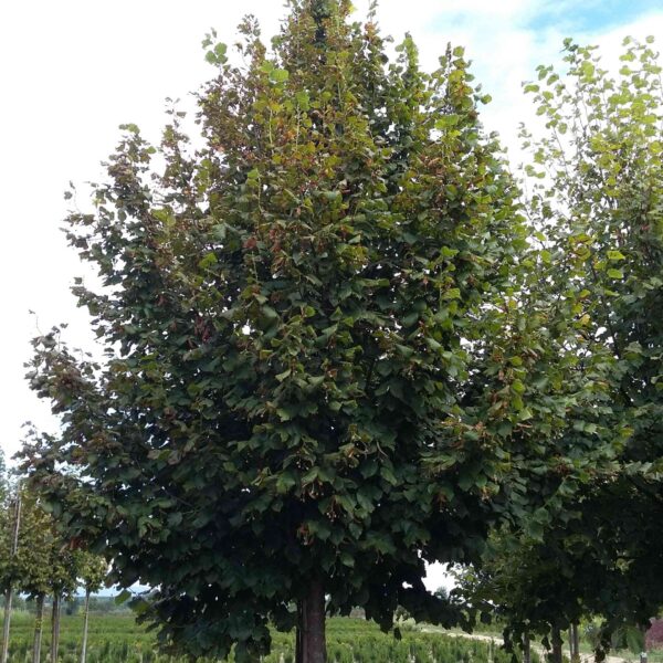 Tilia platyphyllos 'Ági' (Lipa)