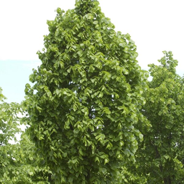 Tilia platyphyllos 'Örebro' (Lipa)