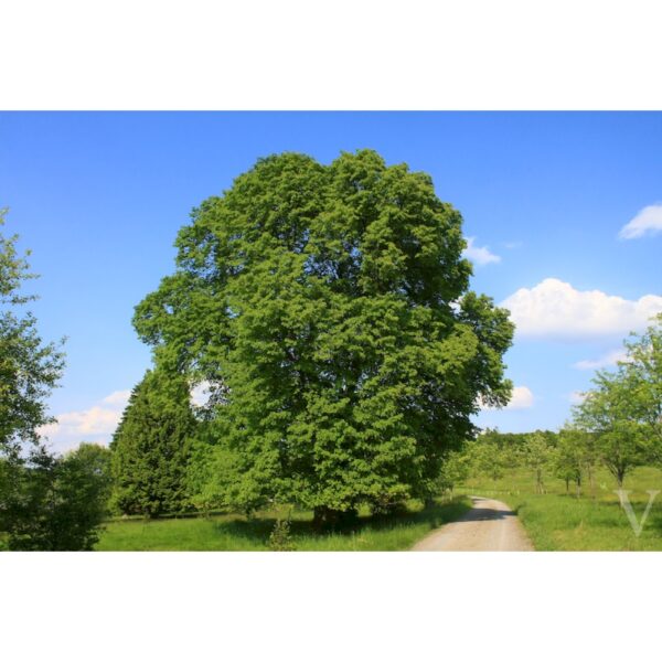 Tilia platyphyllos (Navadna lipa)