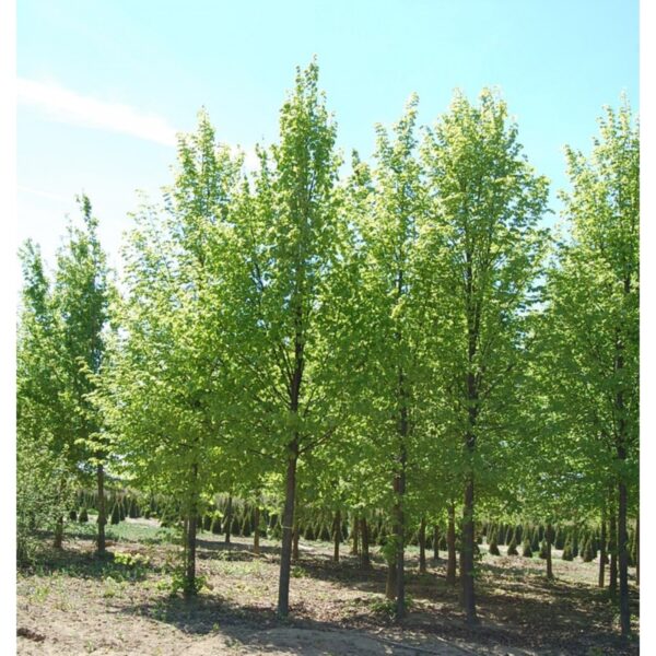 Tilia  `Szent István` (Lipa)