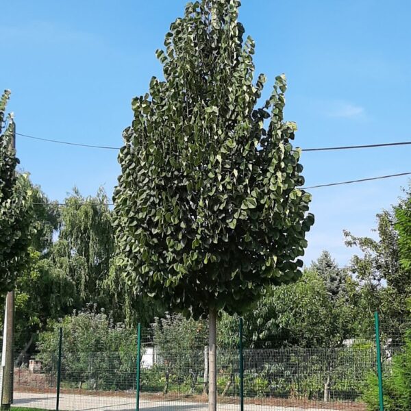 Tilia tomentosa 'Brabant' (Srebrna lipa)