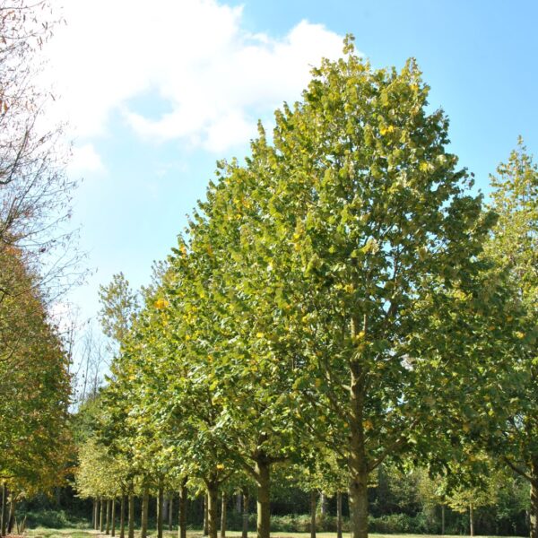 Tilia tomentosa 'Szeleste' (Srebrna lipa)