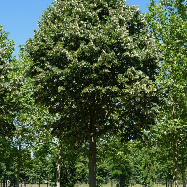 Tilia tomentosa (Srebrna lipa)