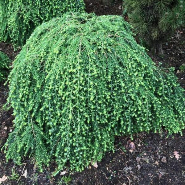Tsuga canadensis 'Cole's Prostrate' (Pritlikava kanadska čuga)