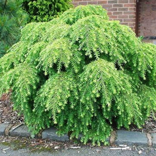 Tsuga canadensis 'Jeddeloh' (Pritlikava kanadska čuga)