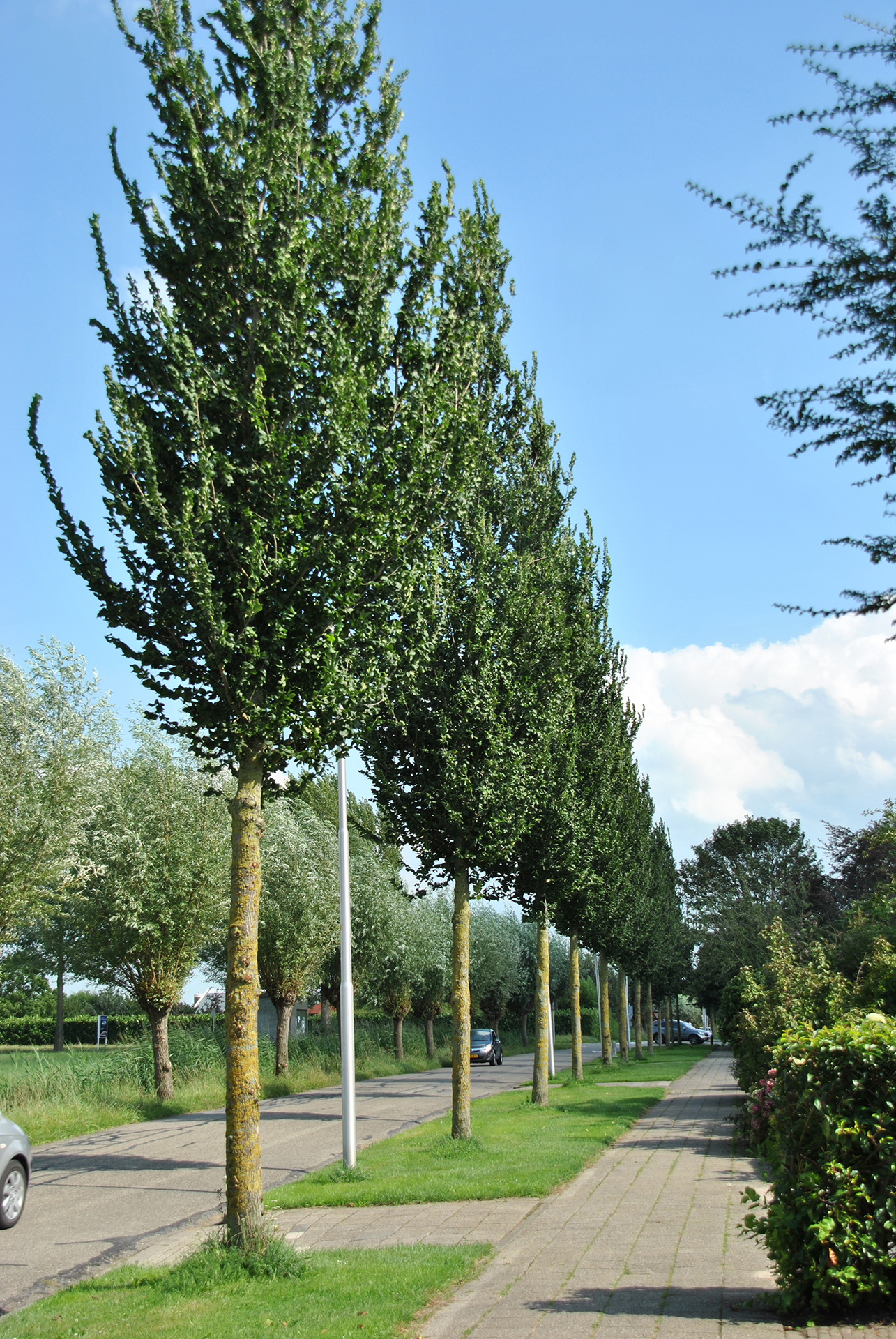 ULCO_0.jpg Ulmus 'Columella' (Brest) - slika 1