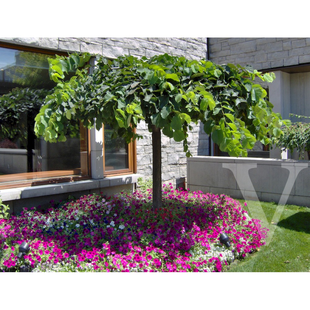 ULGLCA_1.jpg Ulmus glabra 'Camperdownii' (Povešavi gorski brest) - slika 1